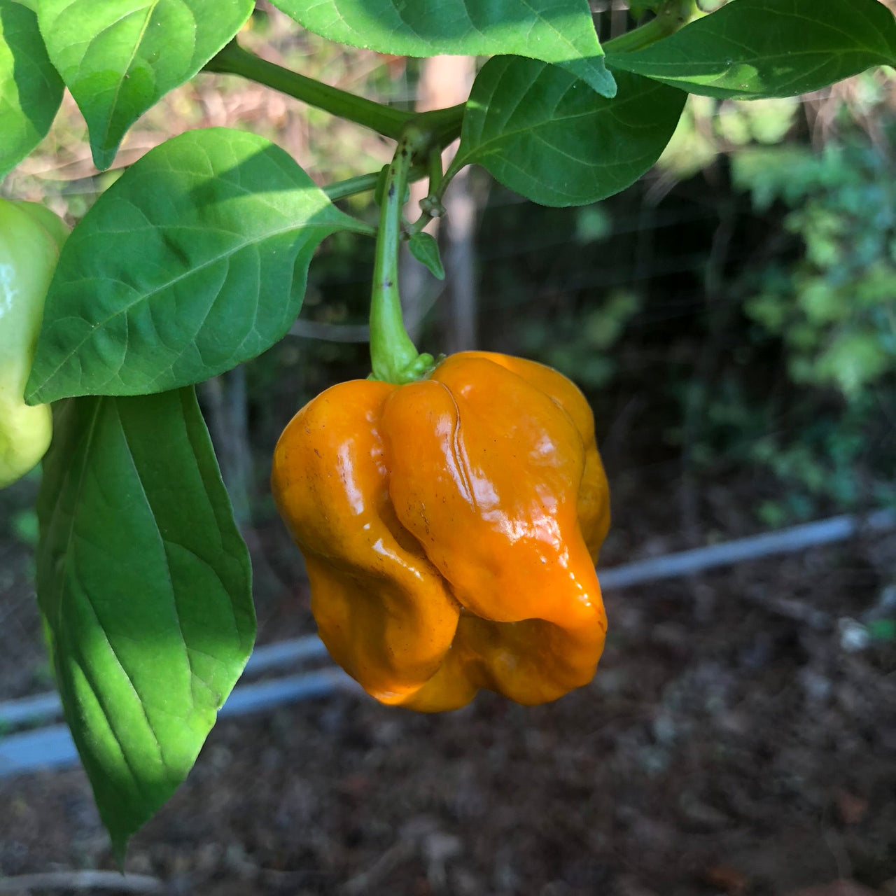 Habanero Orange Craigs - Seeds