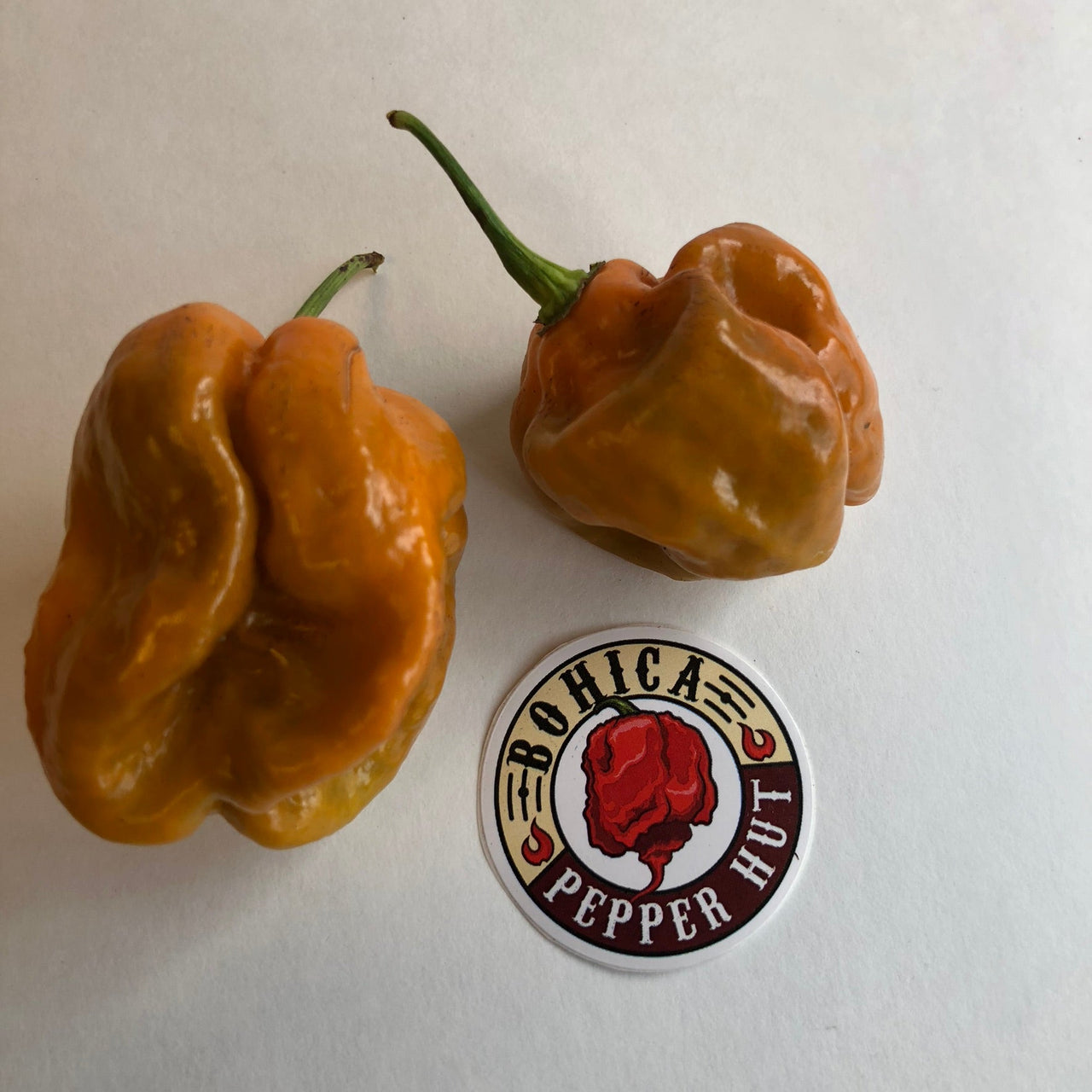 Habanero Orange Craigs - Seeds