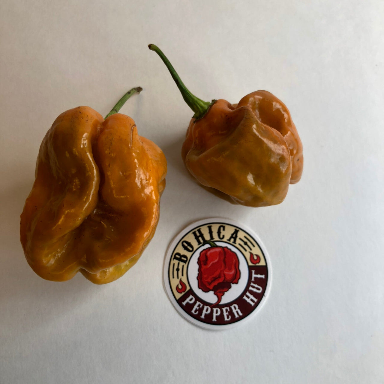 Habanero Orange Craigs - Seeds