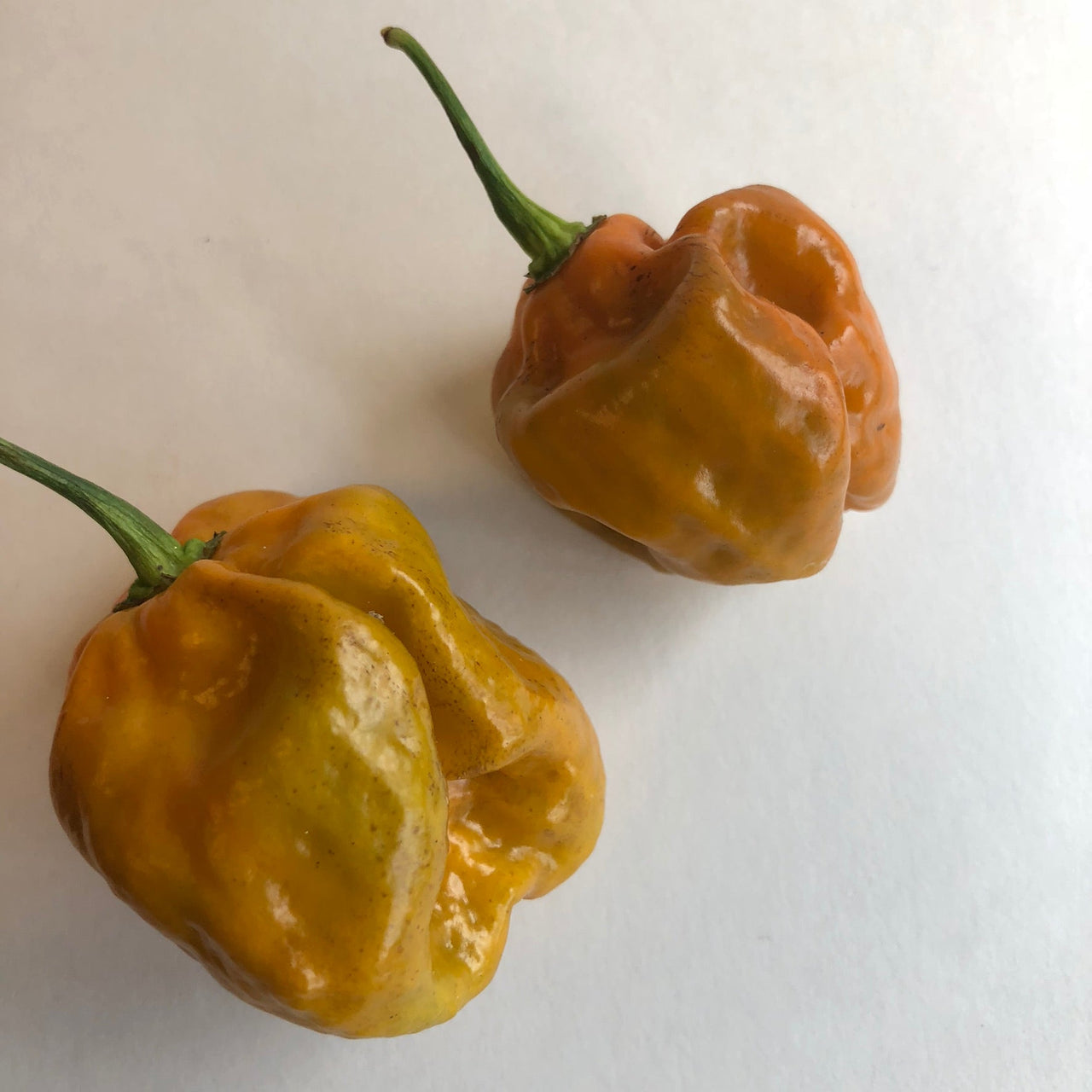 Habanero Orange Craigs - Seeds