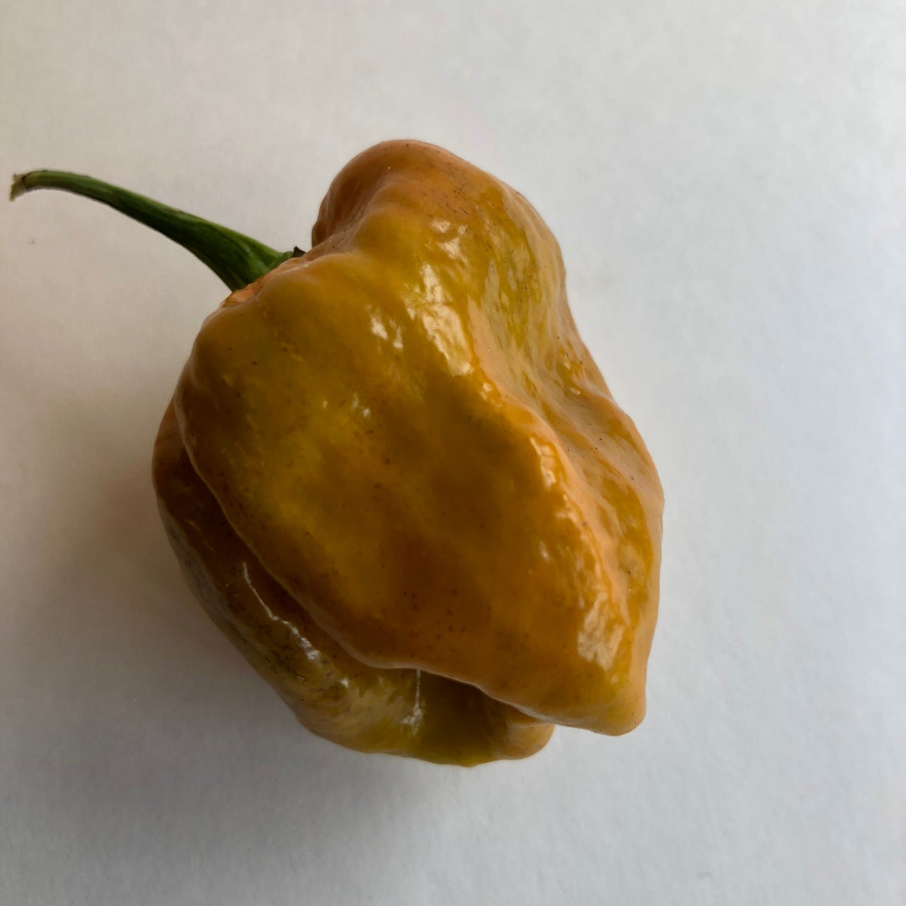 Habanero Orange Craigs - Seeds