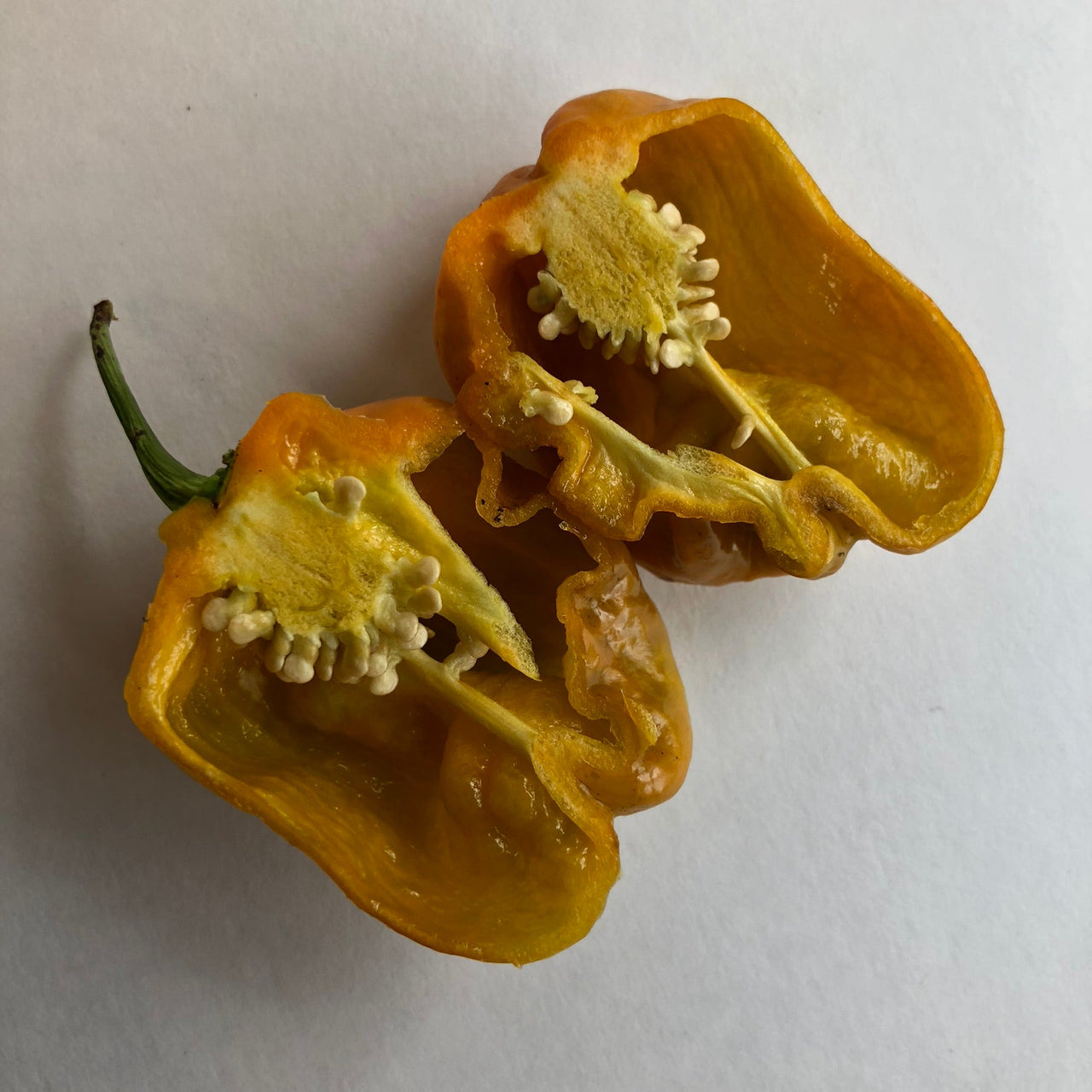 Habanero Orange Craigs - Seeds