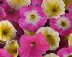 E3 Easy Wave Sweet Taffy Mix Hybrid Petunia Seeds
