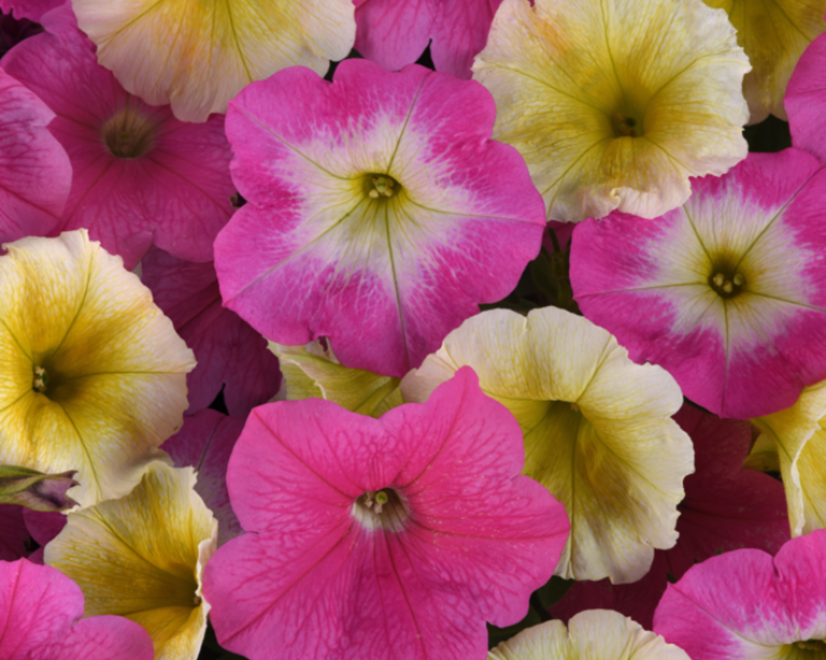 E3 Easy Wave Sweet Taffy Mix Hybrid Petunia Seeds