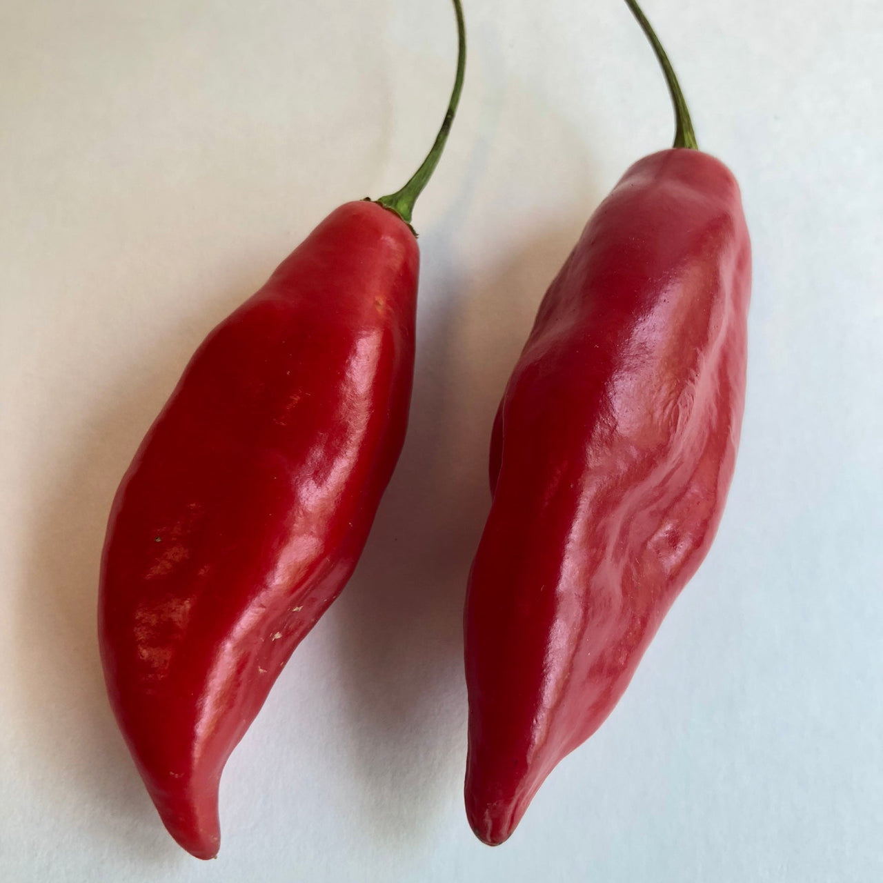 Habanero Paper Lantern - Seeds