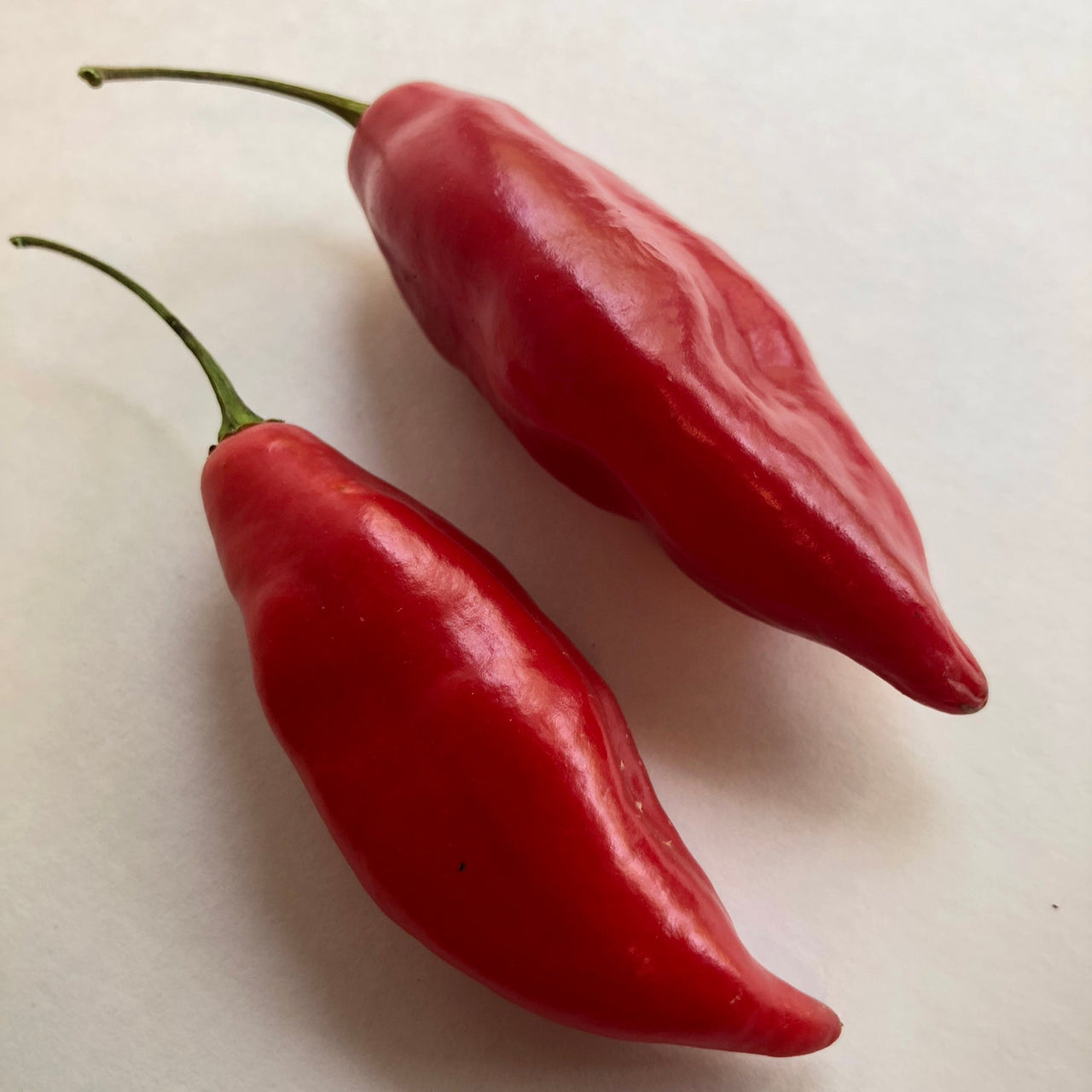 Habanero Paper Lantern - Seeds