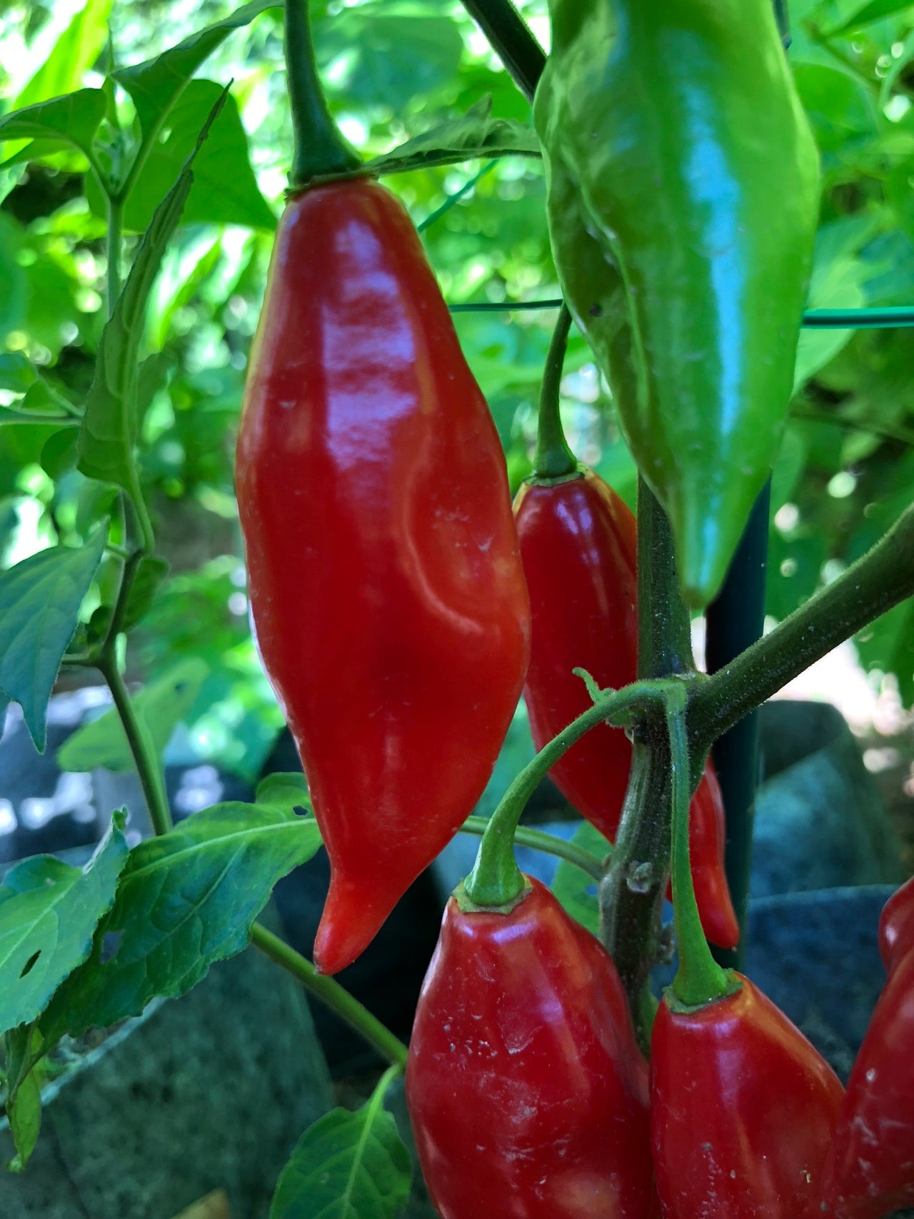 Habanero Paper Lantern - Seeds