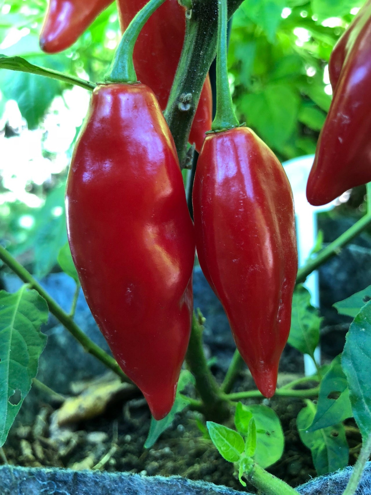 Habanero Paper Lantern - Seeds