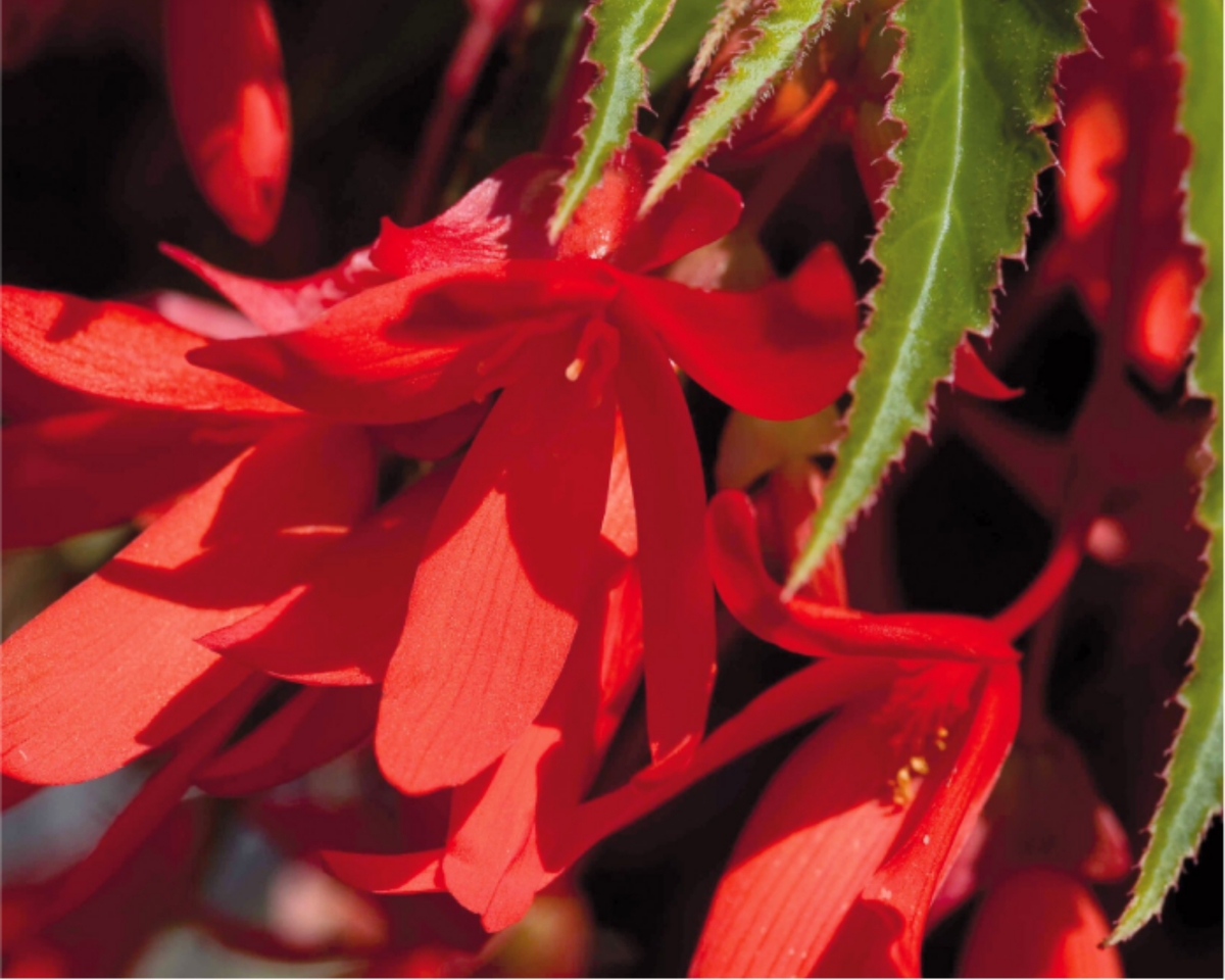 Santa Cruz Sunset Begonia Seeds