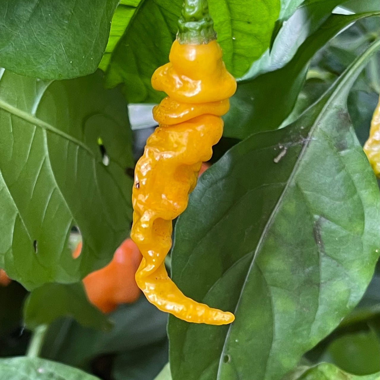 Habanero Lightning Mustard - Seeds