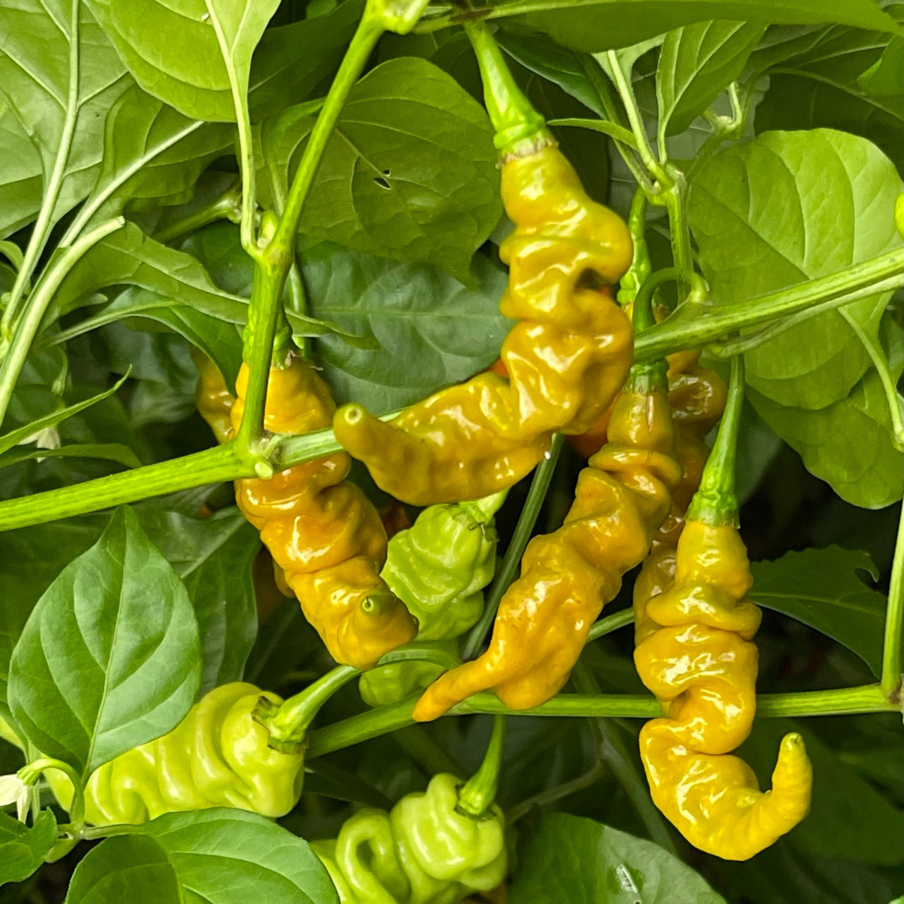 Habanero Lightning Mustard - Seeds