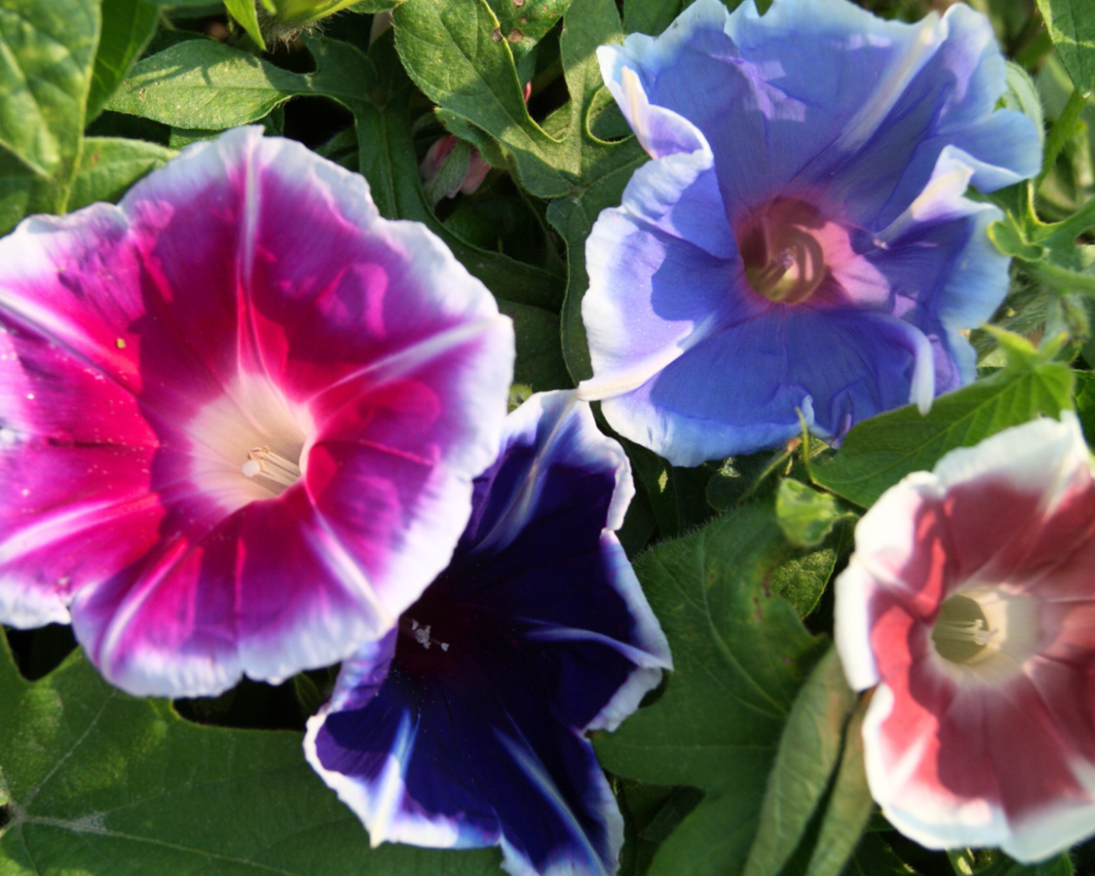 Mt. Fuji Mix Morning Glory Seeds