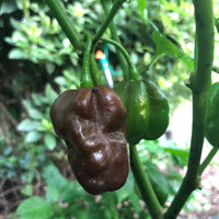 Thumbnail for Habanero Chocolate - Seeds