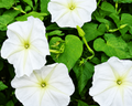Moon Vine Alba Seeds