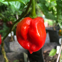 Thumbnail for Habanero Caribbean Red - Seeds