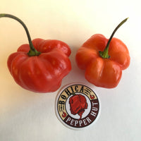 Thumbnail for Habanero Caribbean Red - Seeds