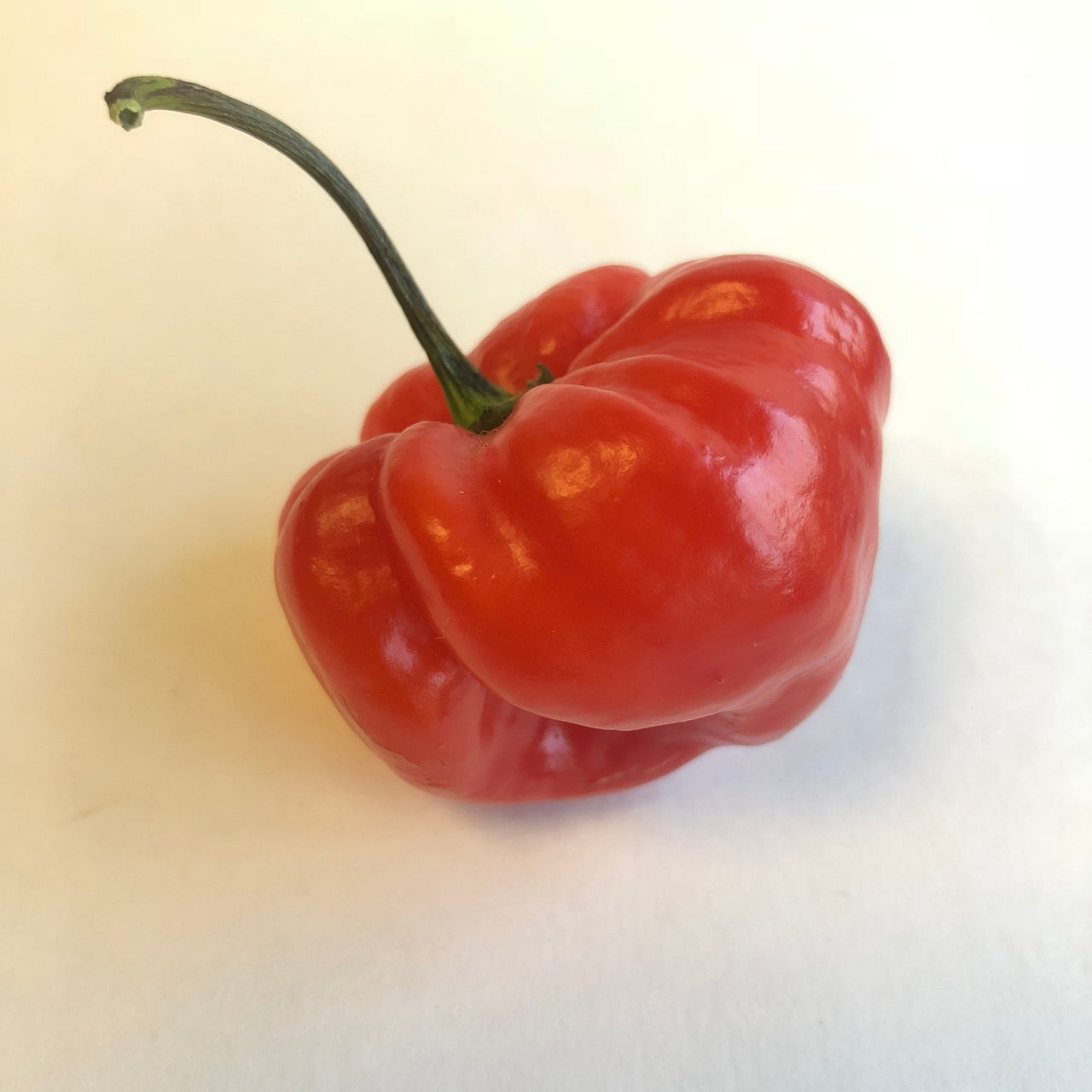 Habanero Caribbean Red - Seeds