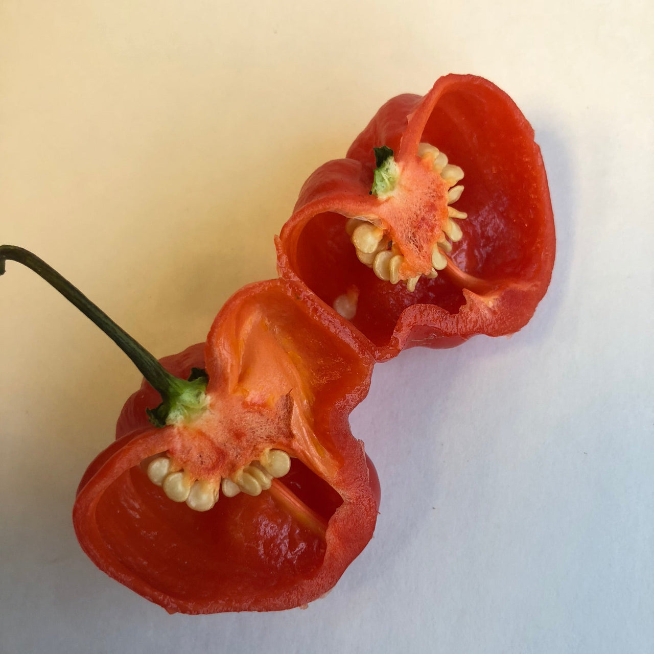 Habanero Caribbean Red - Seeds