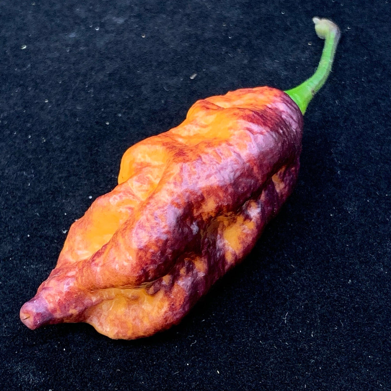 Pink Tiger x Peach Bhut - Seeds