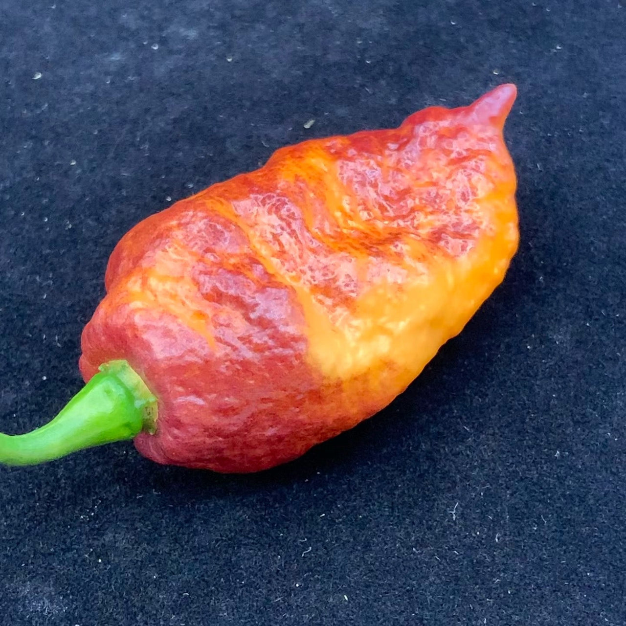 Pink Tiger x Peach Bhut - Seeds