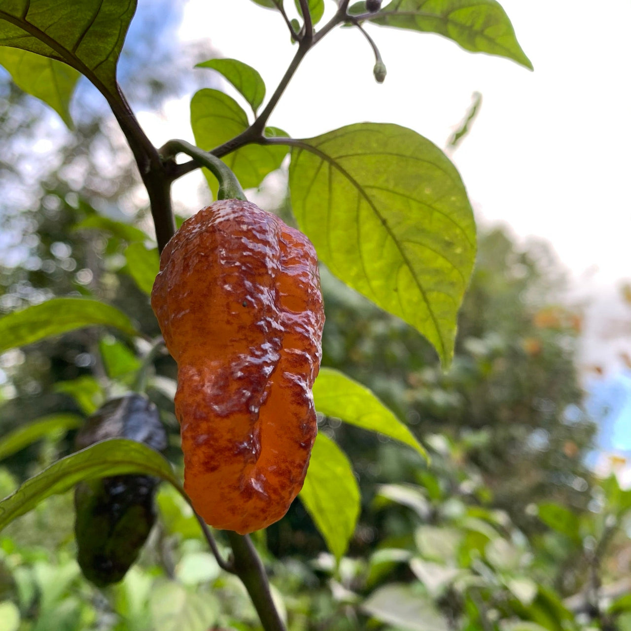 Pink Tiger x Peach Bhut - Seeds