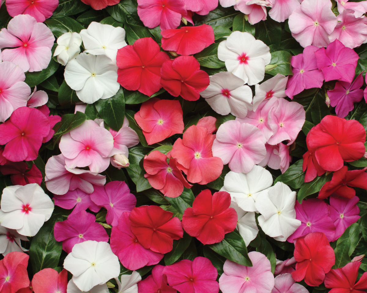 Vinca Pacifica XP Mix