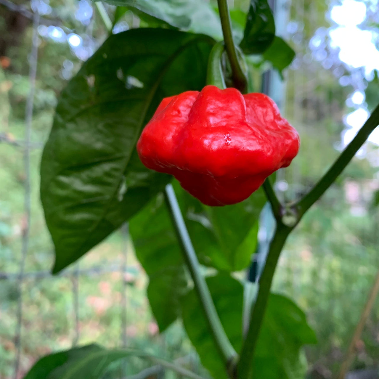 Scotch Bonnet MOA Red - Seeds