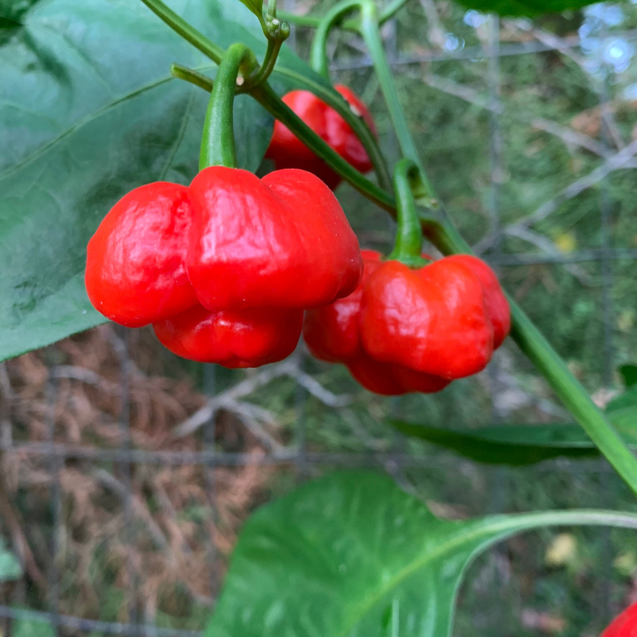 Scotch Bonnet MOA Red - Seeds