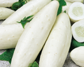 White Wonder Cucumber