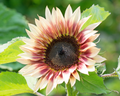 Strawberry Blonde Hybrid Sunflower Seeds