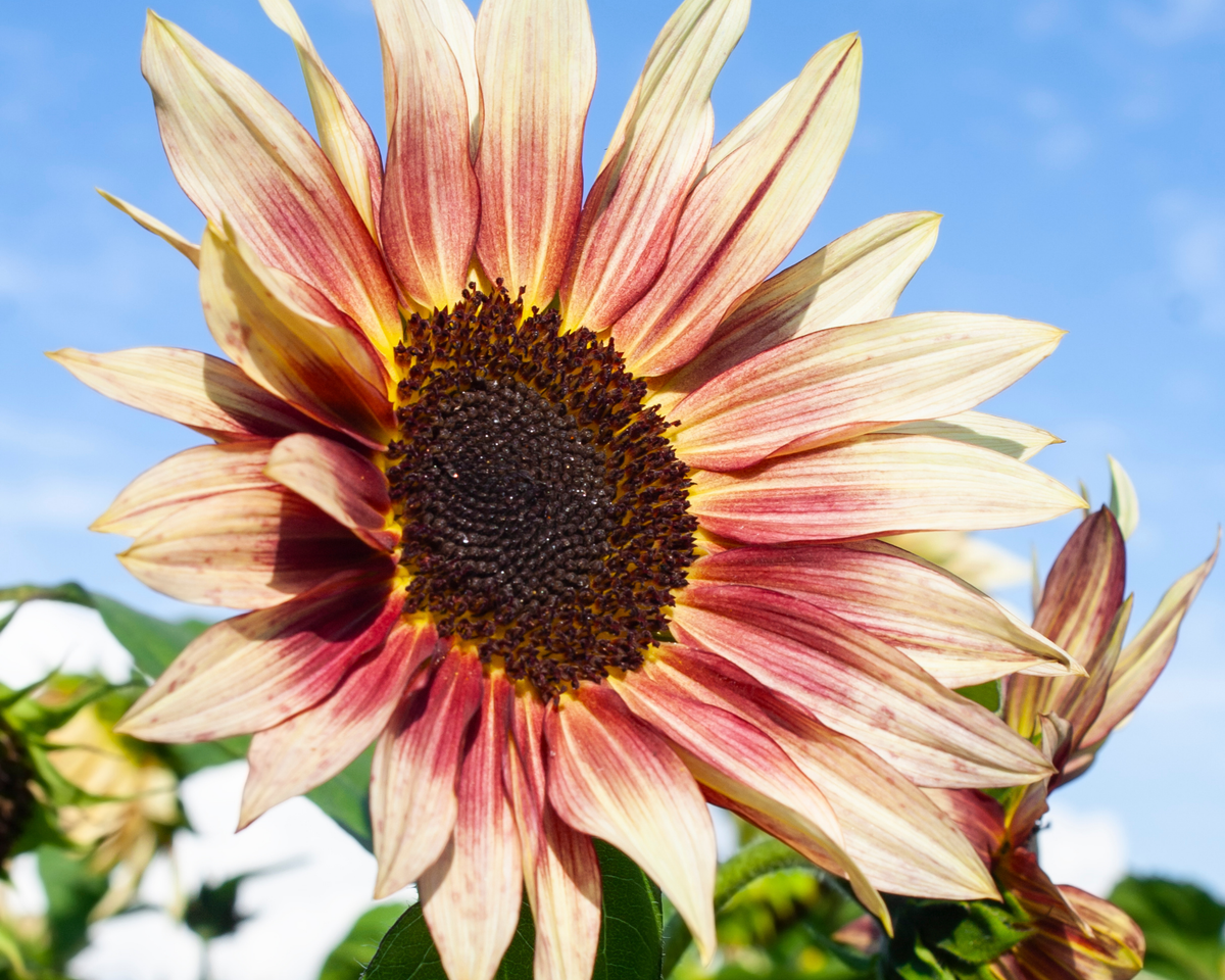 Strawberry Blonde Hybrid Sunflower Seeds
