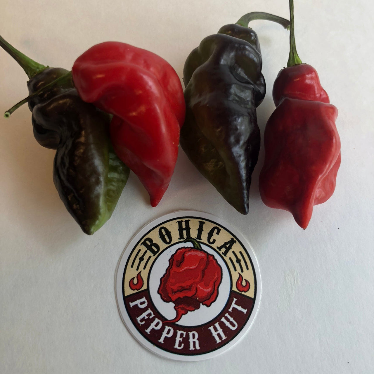 Bhut Jolokia x Pimenta de Neyde - Seeds