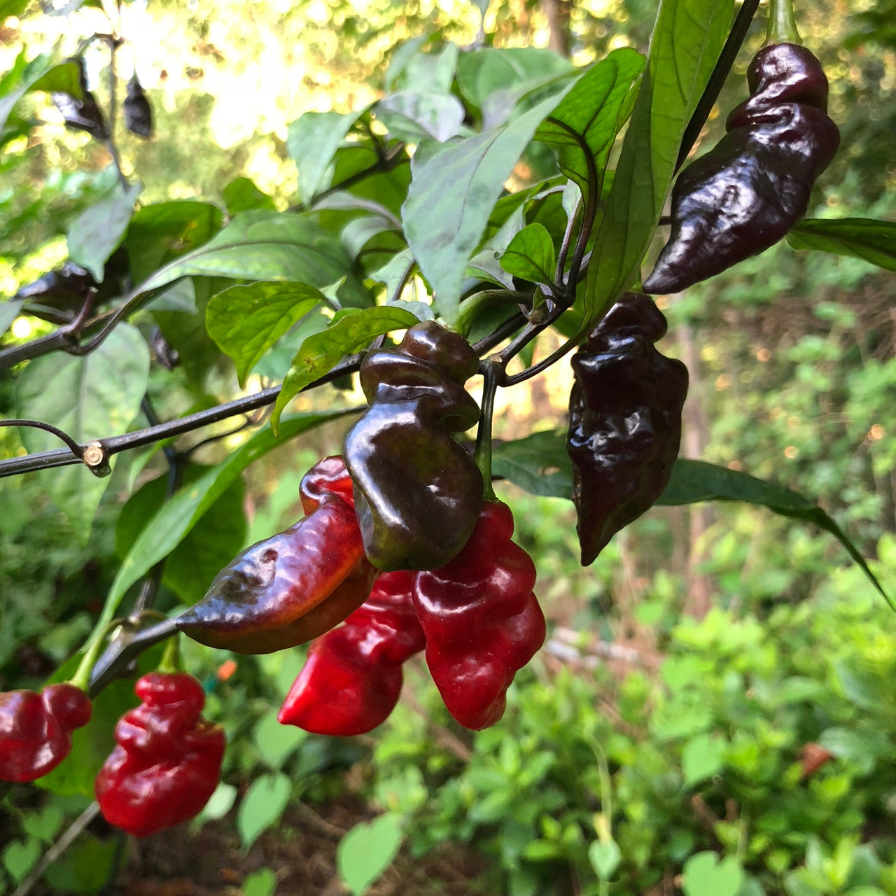 Bhut Jolokia x Pimenta de Neyde - Seeds