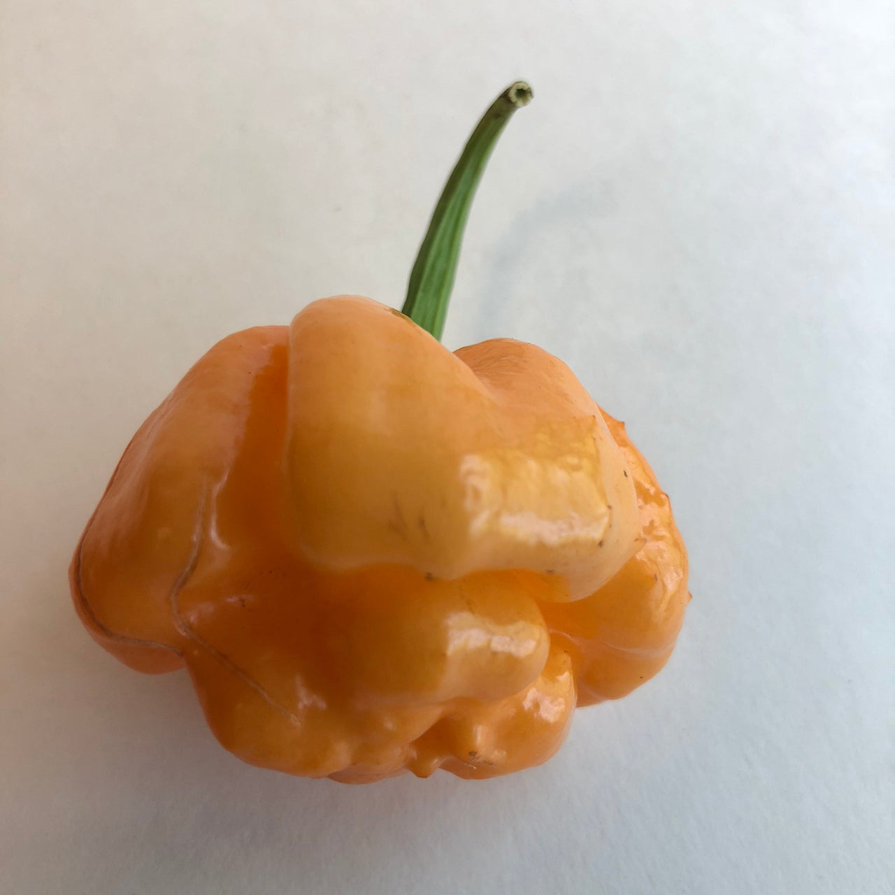 Habanero / Scotch Bonnet  - Pepper Seeds Combo Pack (10 Varieties) - Seeds