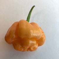 Thumbnail for Habanero / Scotch Bonnet  - Pepper Seeds Combo Pack (10 Varieties) - Seeds