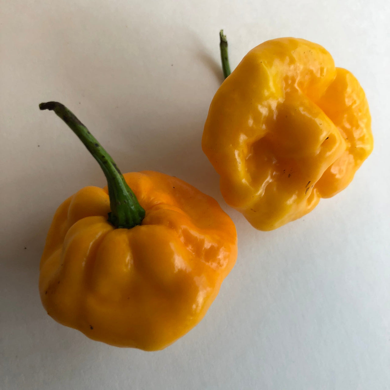 Habanero / Scotch Bonnet  - Pepper Seeds Combo Pack (10 Varieties) - Seeds