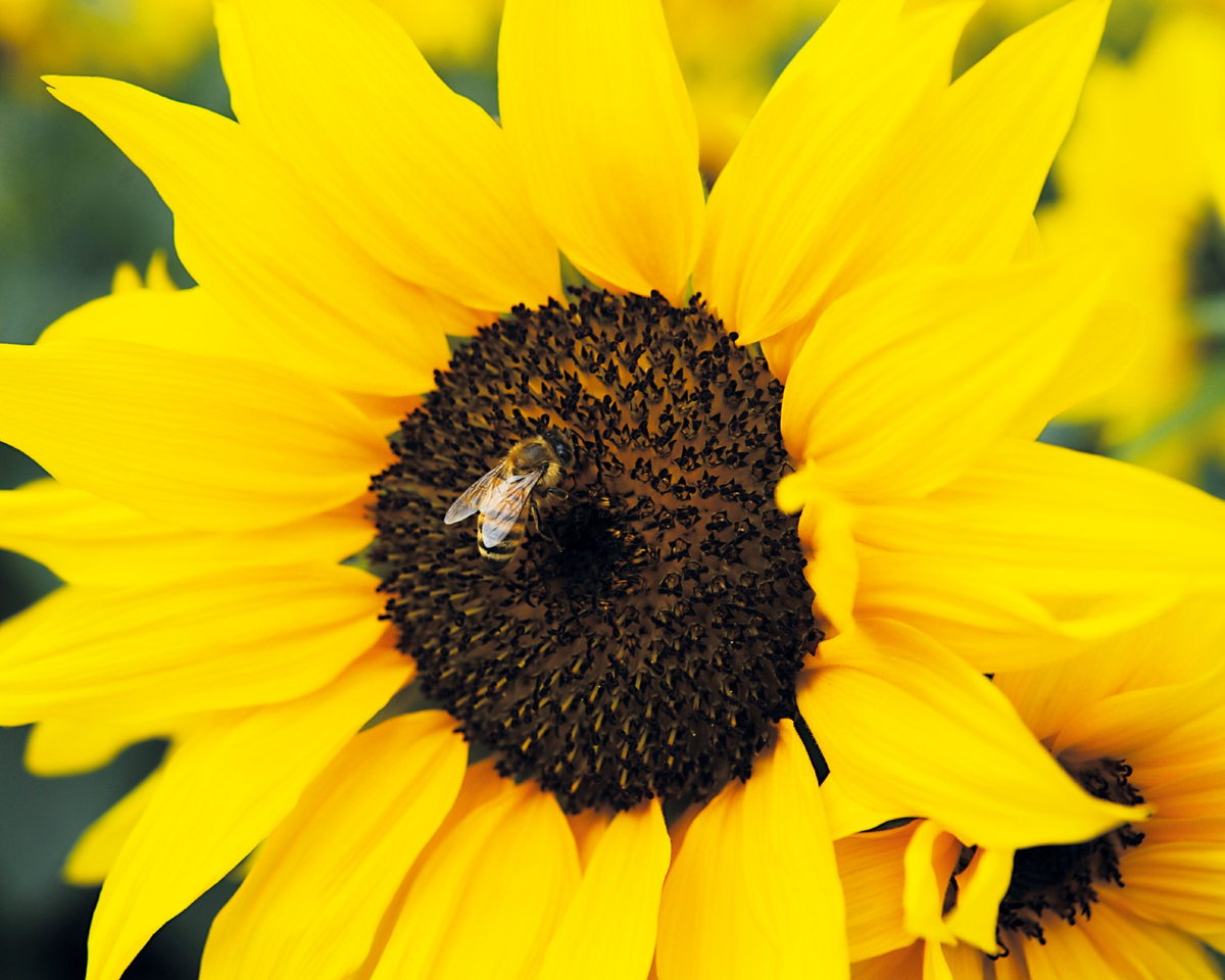 Autumn Beauty Sunflower Seeds