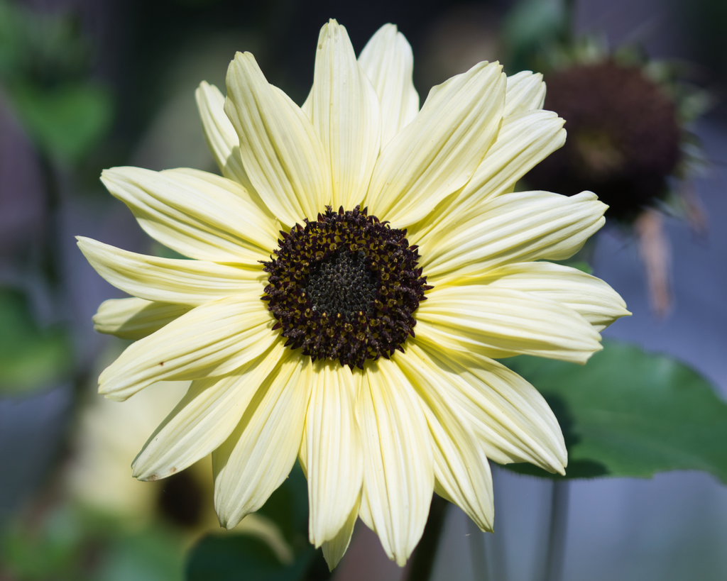 Italian White Sunflower Seeds