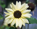 Italian White Sunflower Seeds