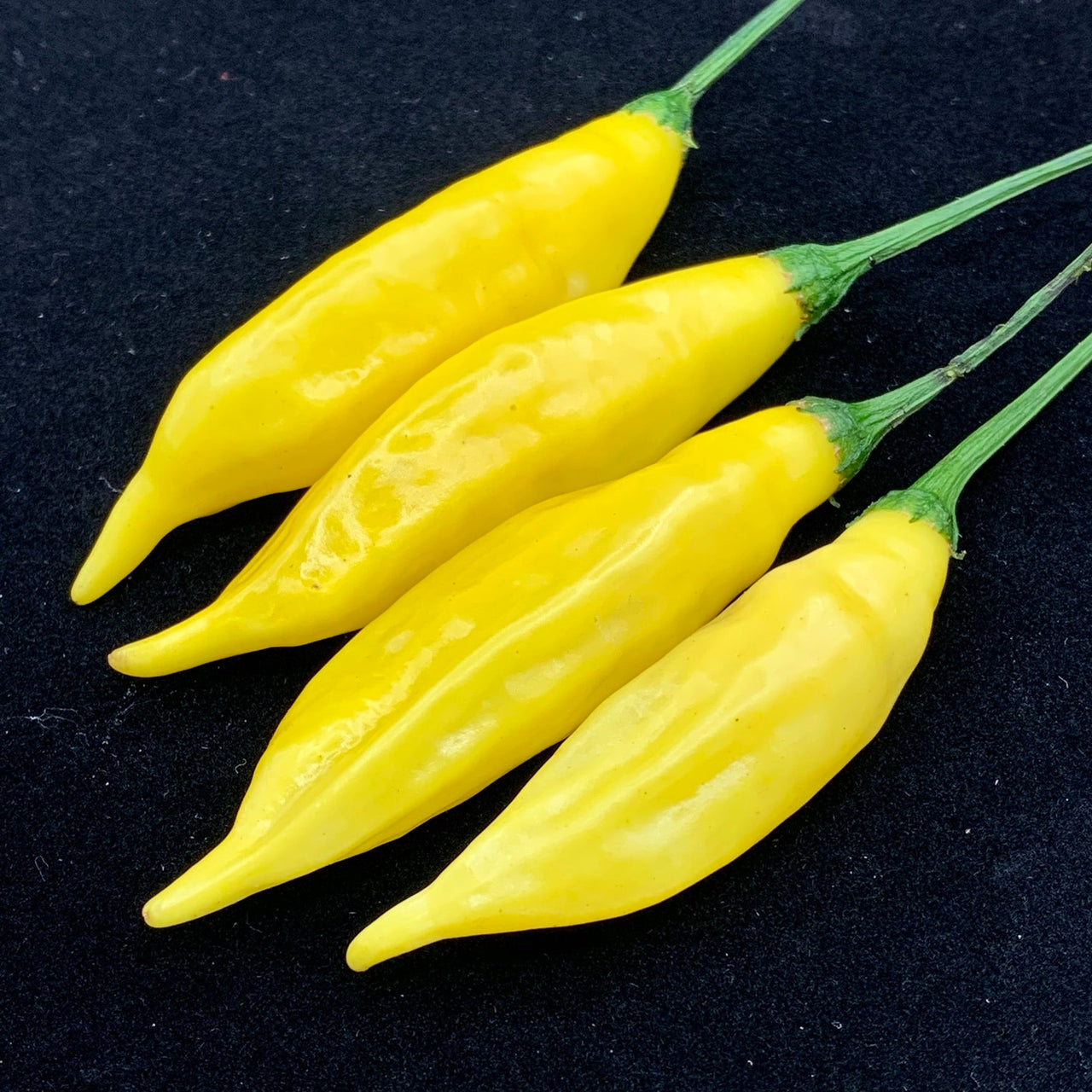 Aji Pineapple - Seeds