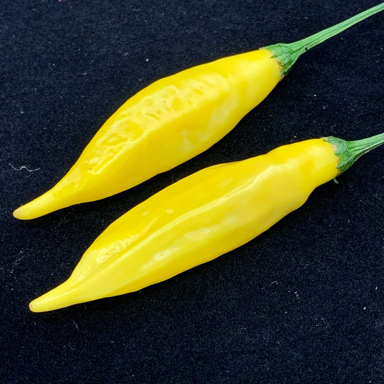 Aji Pineapple - Seeds