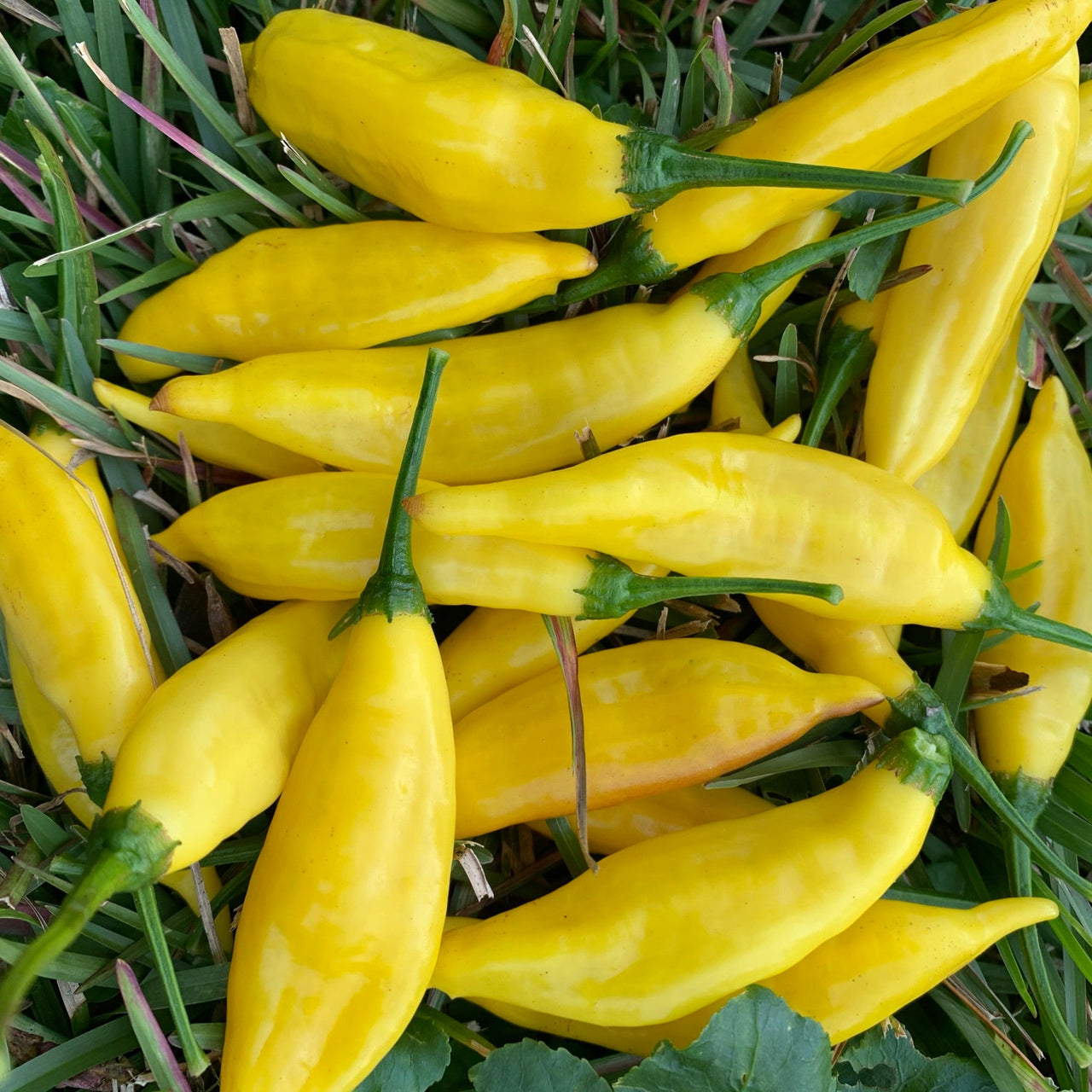 Aji Pineapple - Seeds