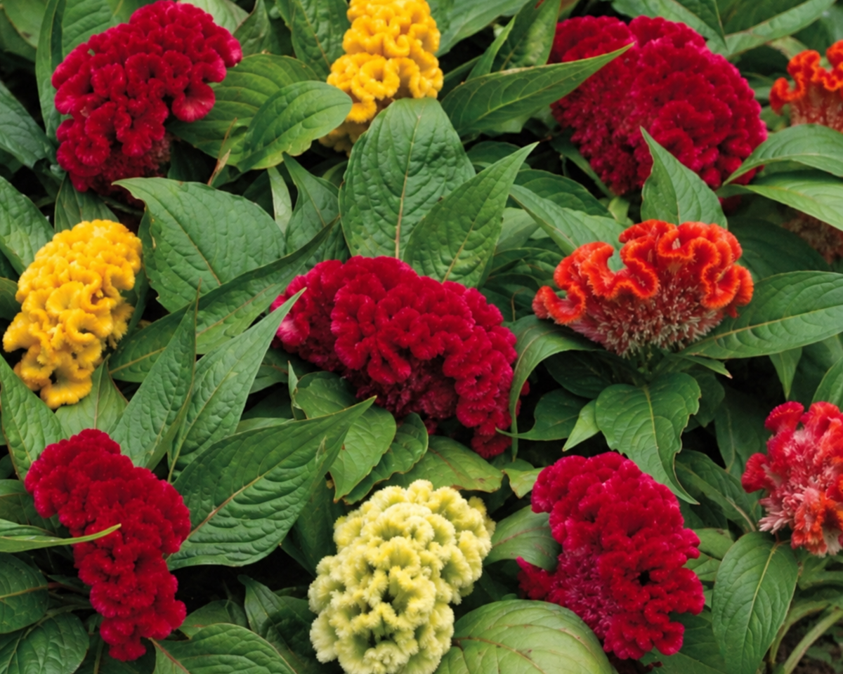 Jewel Box Mix Crested Celosia Seeds