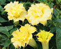 Double Golden Angels Trumpet Seeds