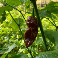 Bhut Jolokia Chocolate Ghost - Seeds