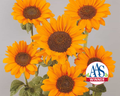 Soraya Sunflower Seeds