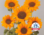 Soraya Sunflower Seeds