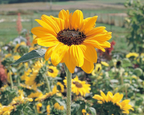 Soraya Sunflower Seeds