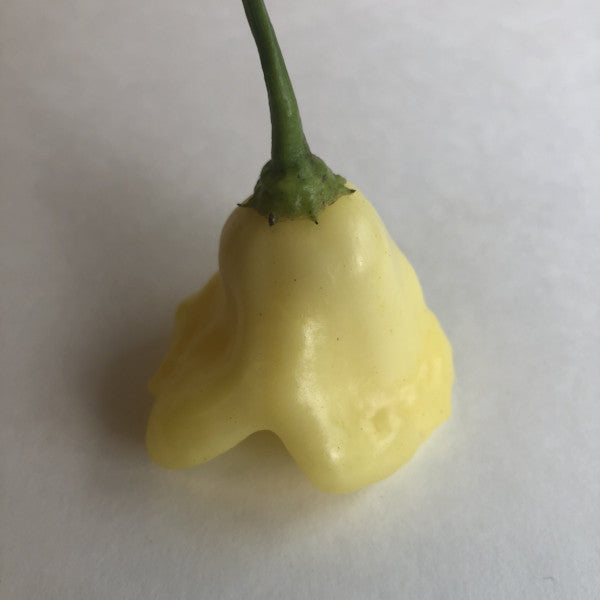 Aji White Fantasy - Seeds