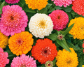 Candy Mix Zinnia Seeds